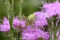 Green lynx spider on Ironweed wildflower Royalty Free Stock Photo