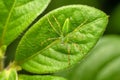 Green lynx spider on leaf, Peucetia viridans,, Satara, Maharashtra