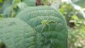 Green lynx spider on a leaf at The Sindou peaks Royalty Free Stock Photo