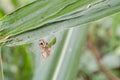 Green Lynx Spider On Moth