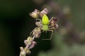 Green lynx spider, oxyops species, Satara, Maharashtra Royalty Free Stock Photo