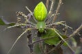 Green lynx spider, oxyops species, Satara, Maharashtra Royalty Free Stock Photo