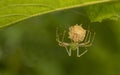 Green Lynx Spider, Peucetia sp at Bokaro, West Bengal