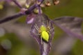 Green lynx spider, Peucetia sp. Pondicherry, Tamil Nadu Royalty Free Stock Photo