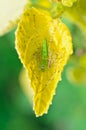 Green Lynx Spider, Peucetia viridans