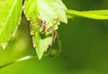 Green Lynx Spider (Peucetia viridans, Green Lynx Alabama) waiting for prey on green leaf at night scene