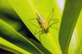 Green Lynx Spider (Peucetia viridans, Green Lynx Alabama) waiting for prey on green leaf at night scene