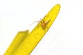 Green Lynx Spider (Peucetia viridans, Green Lynx Alabama) waiting for prey on yellow leaf Royalty Free Stock Photo