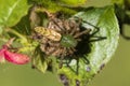 Green Lynx Spider - Peucetia viridans in Morgan County Alabama USA with Egg Sac Royalty Free Stock Photo