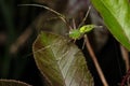 Green lynx spider, Peusitya jabalpurensis, Satara, Maharashtra Royalty Free Stock Photo