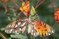 Green Lynx Spider Preys on Gulf Fritillary Butterfly on Bird of Paradise Flower Royalty Free Stock Photo