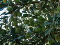 Green macadamia fruits on green background, not yet ripe