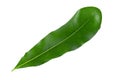 Green Macadamia leaves isolated on a white background.