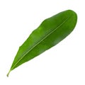 Green Macadamia leaves isolated on a white background