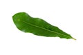 Green Macadamia leaves isolated on a white background.