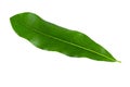 Green Macadamia leaves isolated on a white background.