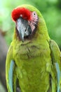 A Green Macaw