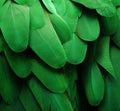 Green Macaw Feathers Royalty Free Stock Photo