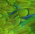 Green Macaw Feathers Royalty Free Stock Photo