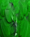 Green Macaw Feathers Royalty Free Stock Photo