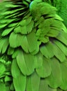 Green Macaw Feathers Royalty Free Stock Photo