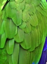 Green Macaw Feathers Royalty Free Stock Photo