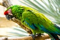 Green macaw parrot on a branch Royalty Free Stock Photo