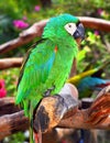 Green Macaw Parrot. Royalty Free Stock Photo