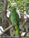 Green macaw parrot perched on a tree limb Royalty Free Stock Photo