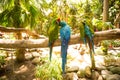 Green Macaw Parrots on zoo branch Royalty Free Stock Photo