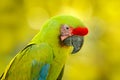 Green macaw portrait. Green parrot Great-Green Macaw, Ara ambigua. Wild rare bird in the nature habitat, sitting on the branch in