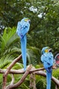 Green Macaws on branches Royalty Free Stock Photo
