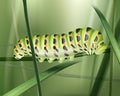 Green Machaon caterpillar Royalty Free Stock Photo