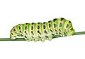 Green Machaon caterpillar Royalty Free Stock Photo