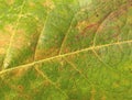 Green macro autumn botany leaf shoot closeup pattern texture Royalty Free Stock Photo