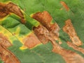 Green macro autumn detail nature leaf ecology life Royalty Free Stock Photo