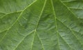 Green macro background. Fresh juicy green leaves of the plant. Long leaves. Royalty Free Stock Photo