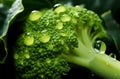 Green Macro fresh broccoli. Generate Ai Royalty Free Stock Photo