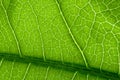 Green macro closeup leaf Royalty Free Stock Photo
