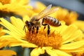 Honey insect pollen bee orange beauty blossom pollination nature closeup flower