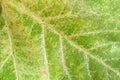 Green macro leaf shoot like healthy natural garden botany