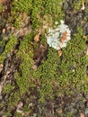 Green Macro Moss on the old Mango tree Royalty Free Stock Photo