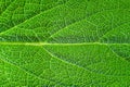 Green Macro texture of sage leaf