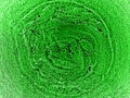 Green macro world texture background Royalty Free Stock Photo