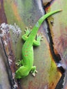 Green Madagascar day gecko