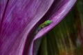 Green Madagascar day gecko - Phelsuma