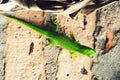 Green Madagascar Day Gecko Phelsuma madagascariensis