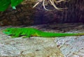 An green madagascar giant day gecko