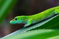 Green Madagascar giant day gecko phelsuma grandis on leaf Royalty Free Stock Photo