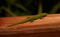 Green Madagascar taggecko lizard on a palm tree